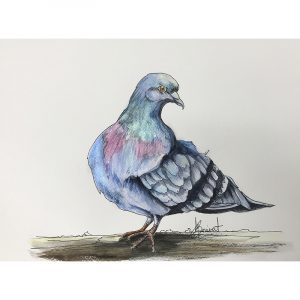 aquarelle pigeon
