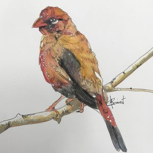 aquarelle oiseau
